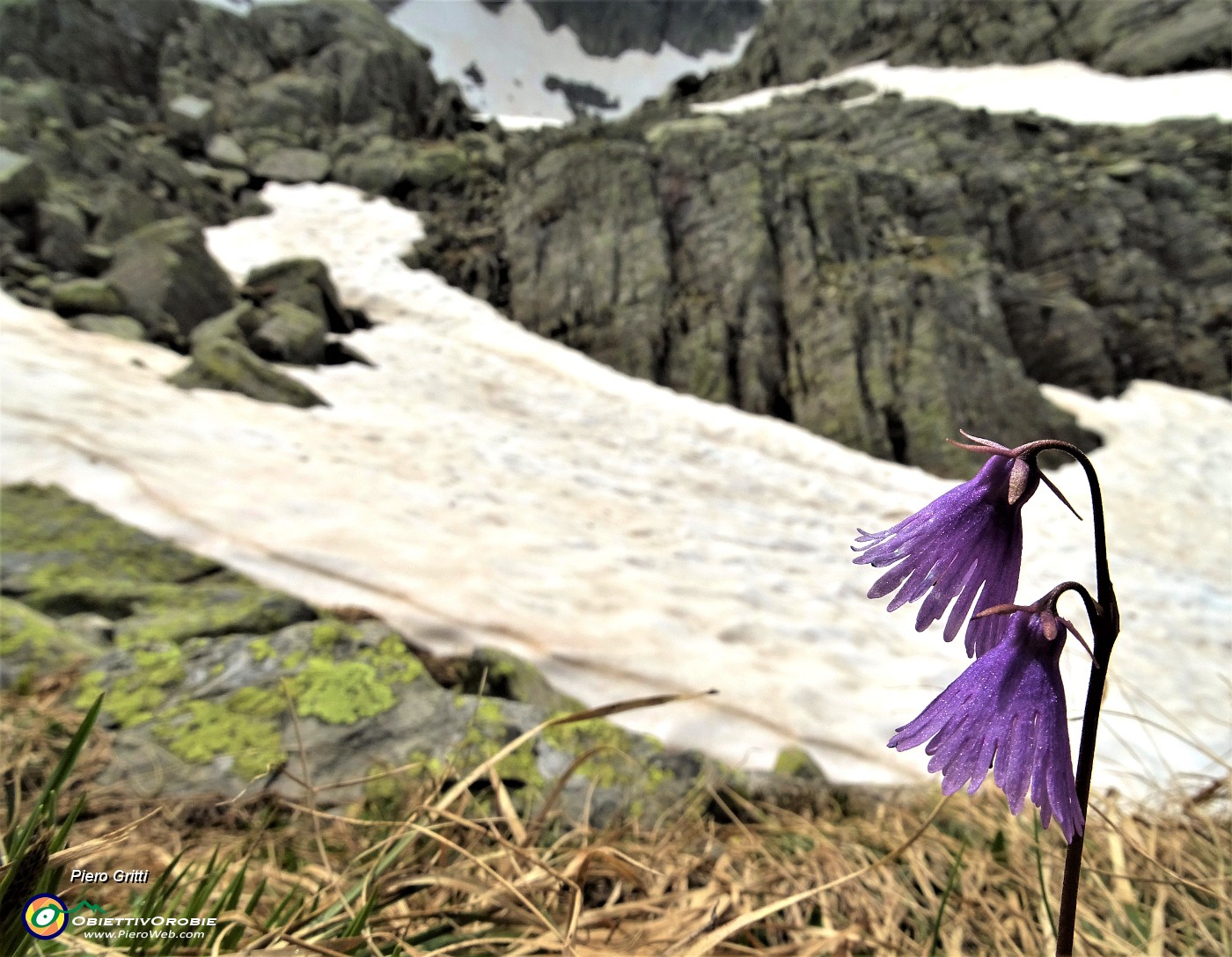 27 Si scioglie la neve, crescono le Soldanelle alpine.JPG -                                